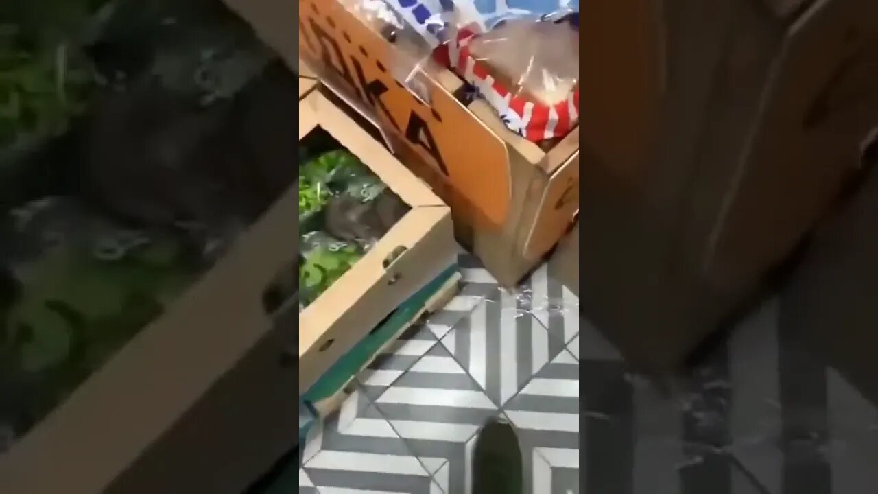 Fresh greens infestation.