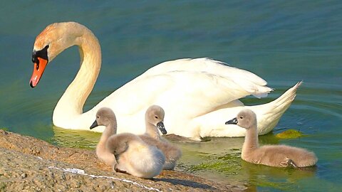 Mute Swan Baby Cygnets Sunbathing on a Rock