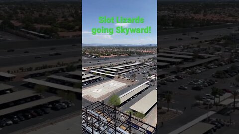 SLOT LIZARDS FLYING HIGH OVER LAS VEGAS!!! LIZARD SIGHTING!