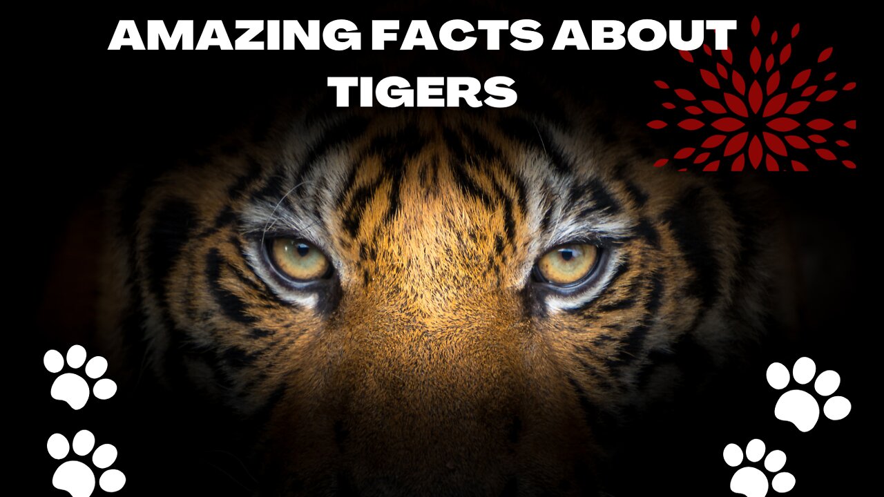 Amazing Facts about Tigers