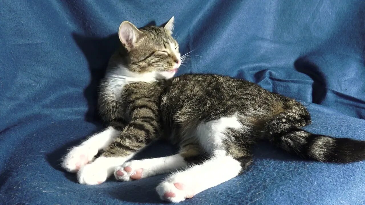 This Cat Is Set on Cleaning Priority