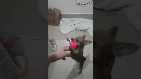 MINHA PINSCHER ZERO E A CAÇA DA FORMIGA IMPLACAVEL #shorts #pet