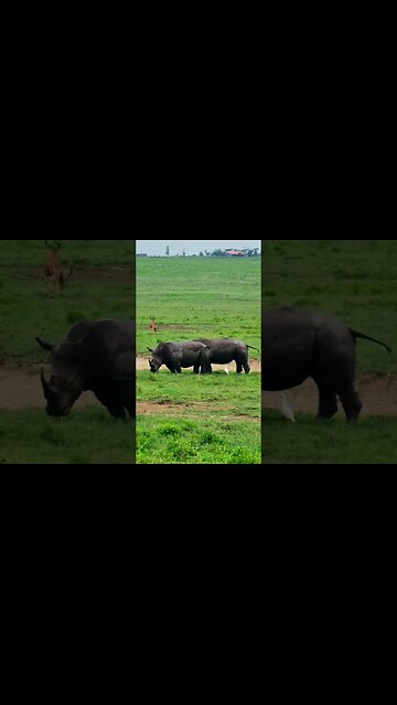 Rhino Midden #Wildlife | #ShortsAfrica
