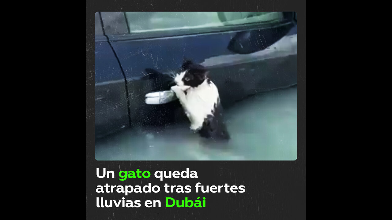 La Policía de Dubái rescata a un gato tras las fuertes inundaciones