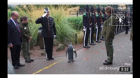 Sir Nils Olav promoted to Brigadier by Norwegian king's Gaurd