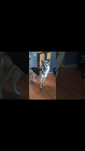 Stubborn GSD Husky Mix Maple Part 2