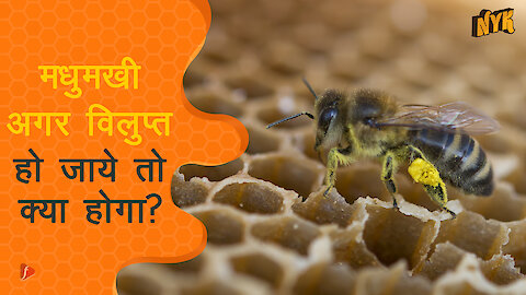 क्या होगा अगर मधुमक्खिया extinct हो गई तो?