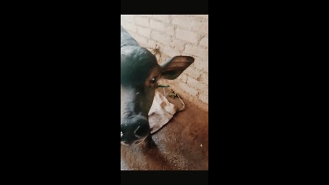 First time baby buffalo voice