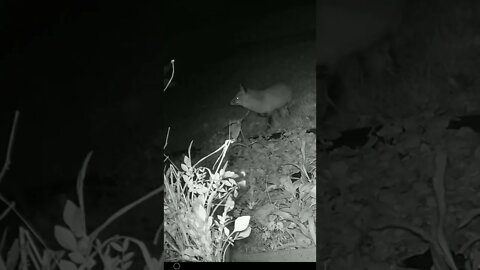 The Fox Dances #Shorts 🍁