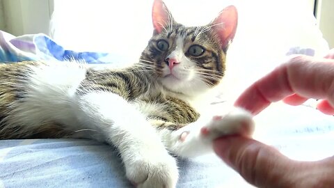 A New Year Cat Nose Boop