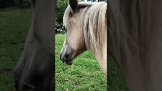 The reality of horse owner hands
