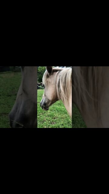 The reality of horse owner hands