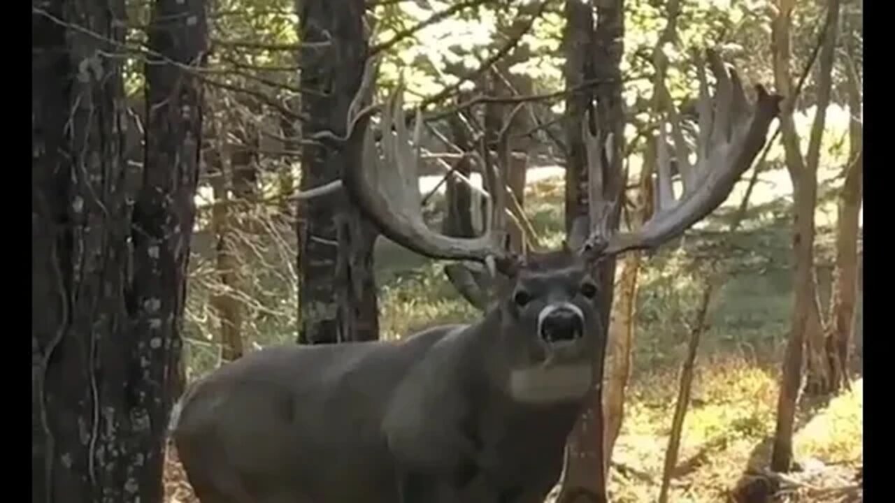 That's a Buck!