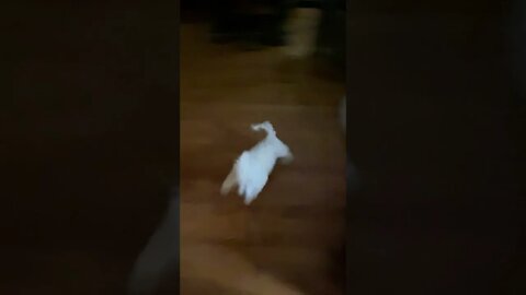 15 Year Old Dog - First Thing in the Morning