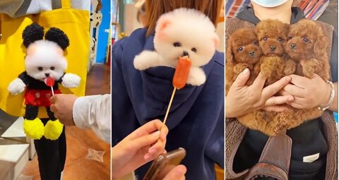 Animals funny videos