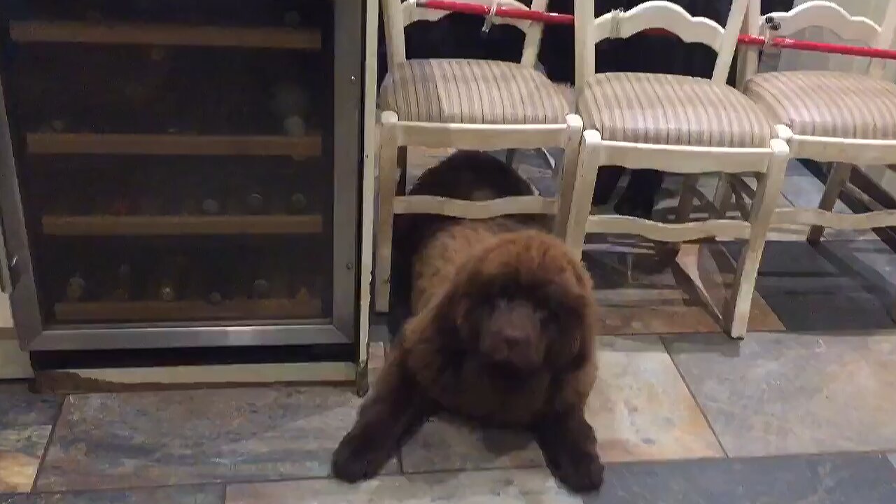 No barrier is strong enough for giant Newfoundland dogs