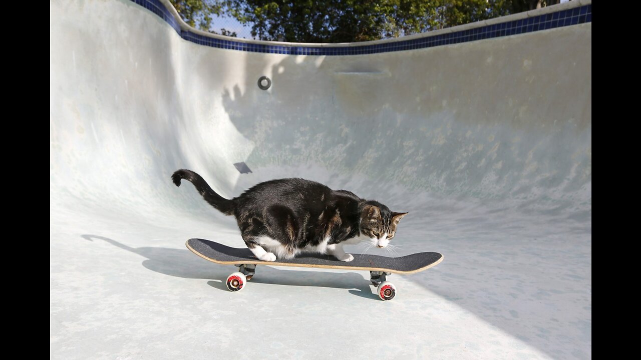 Cute pets doing funny things