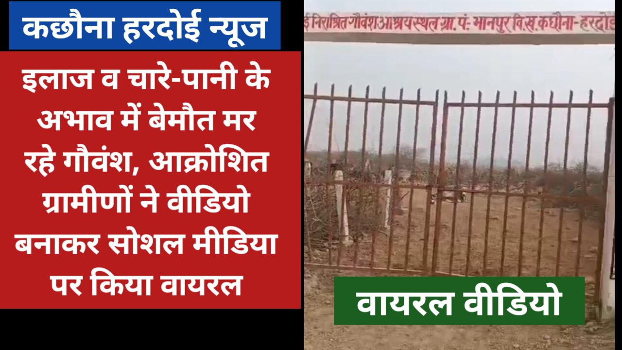 हरदोई: कछौना के भानपुर की गौशाला का वीडियो वायरल