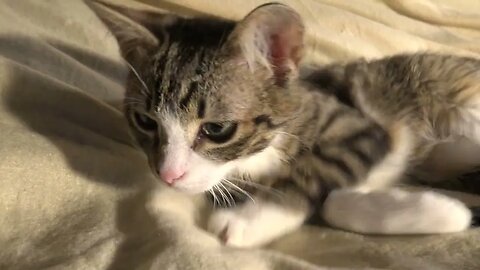 I Think I Heard a Little Mouse