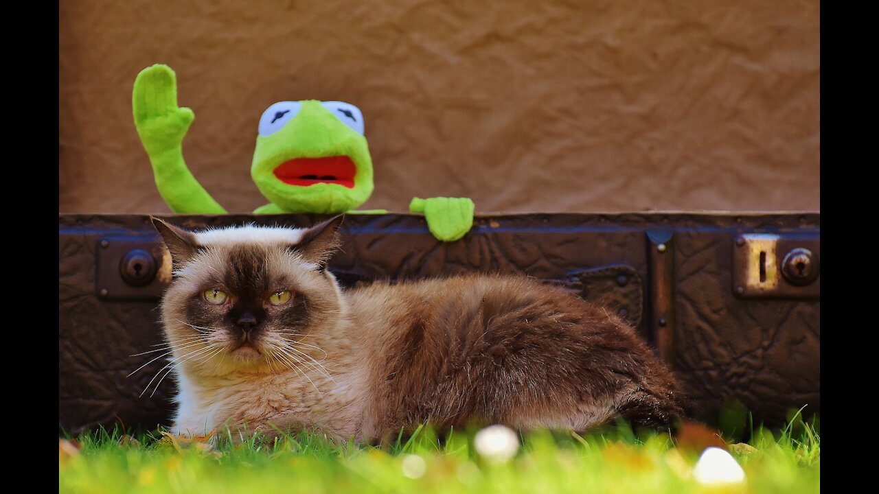 2021 Stupidest Cat Fails 🐱😁😁😁
