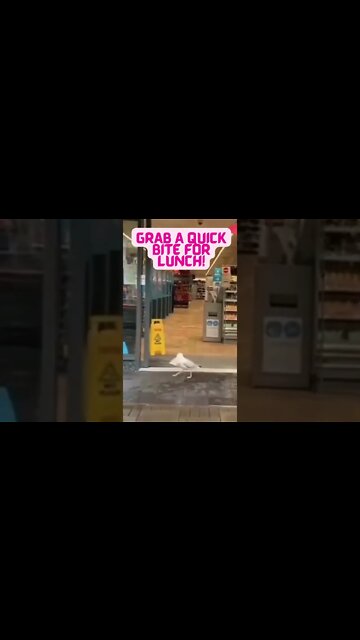 👀Seagull Grabbing Some Lunch 👀#shorts