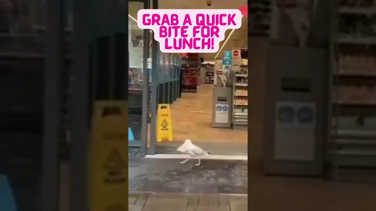 👀Seagull Grabbing Some Lunch 👀#shorts