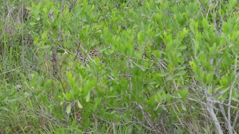 Incredible footage of leopard behaviour during impala kill - Sabi Sand Game Reserve, South Africa-5