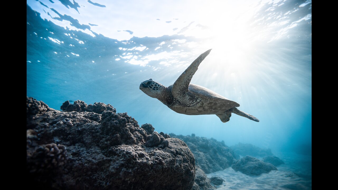 Sea turtle and sea coral