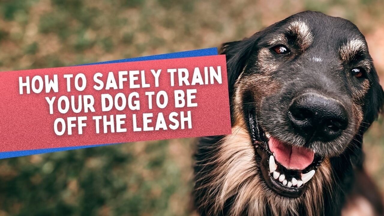 Off Leash Training: How To Safely Train Your Dog To Be Off The Leash