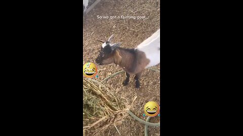 Christmas 🎄 🇨🇽 Goat acting