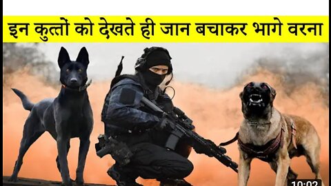 Cid dogs in Indian army