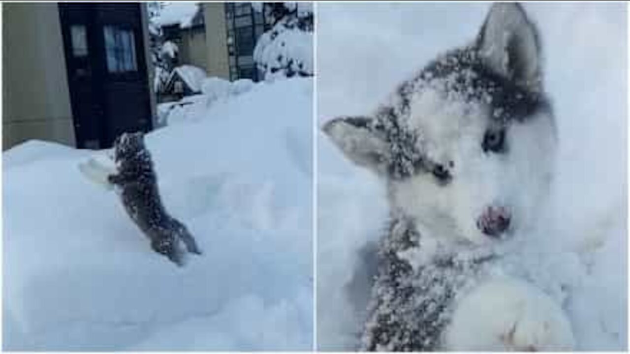 Un husky pazzo per la neve!