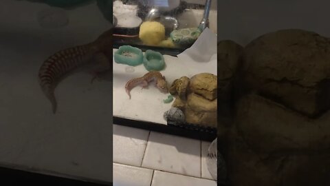 leopard gecko eats a hornworm