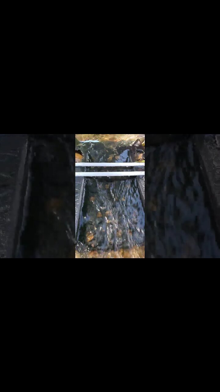 Running The New Prospectors Dream Thermoform Vortex Sluice | Dream Mat