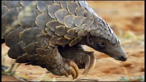Pangolins and Aardvarks Search for Termites - 4K UHD - Seven Worlds One Planet