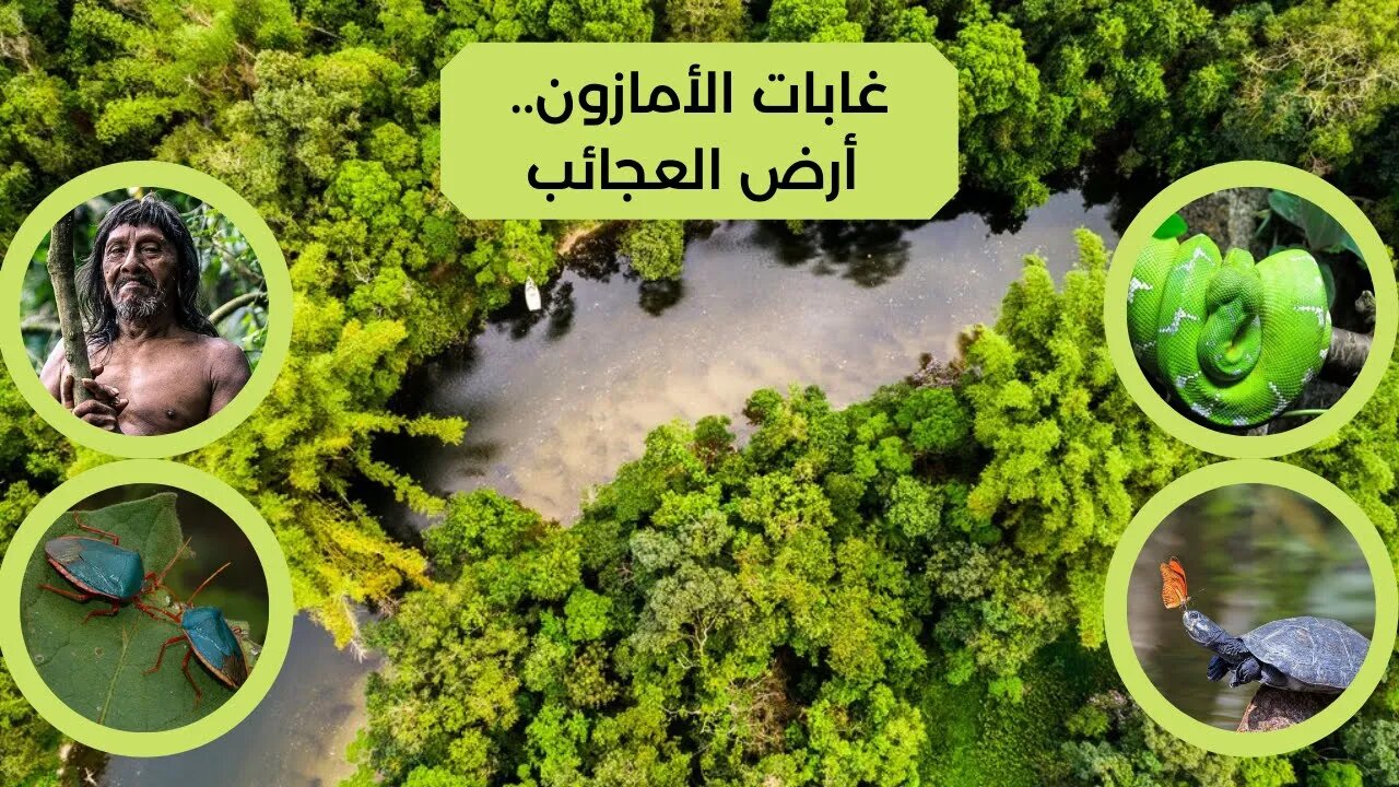 كل ما يجب ان تعرف عن غابات الامازون - Amazon Rainforest