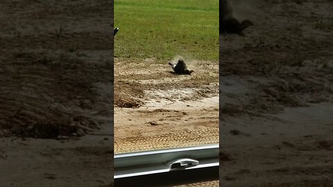 Wild Turkey!!!! taking a dust bath right in front of the Jeep!! 😆🥳🥳😱🙊#animals #cute #turkey