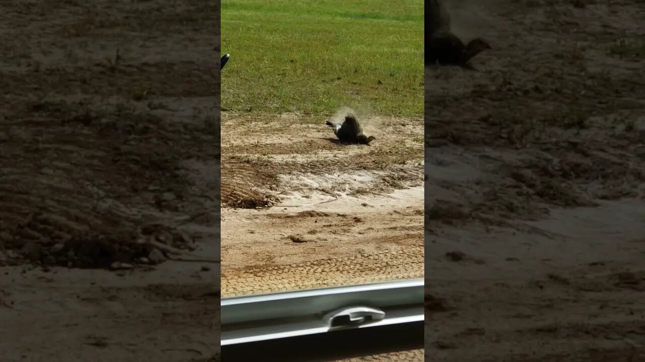 Wild Turkey!!!! taking a dust bath right in front of the Jeep!! 😆🥳🥳😱🙊#animals #cute #turkey