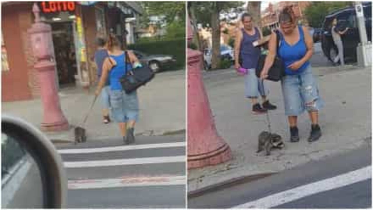 Nainen kävelyttää pesukarhua New Yorkissa