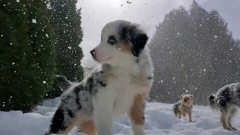 Shorts: Lucy loving the snow