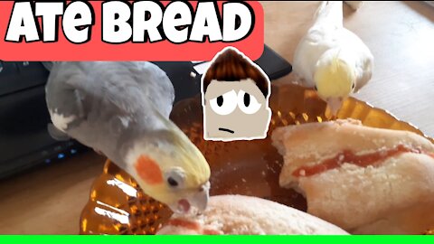 Can cockatiel eat bread?