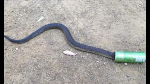 Snake head in can,kepala ular masuk kaleng