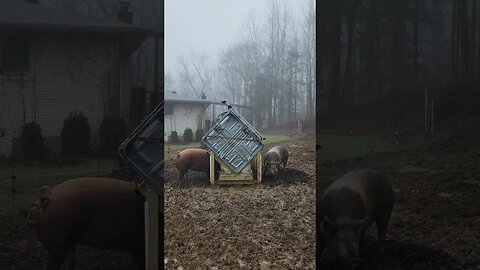 Breakfast at the Bacon Factory on a Foggy Morning @UncleTimsFarm #kärnəvór