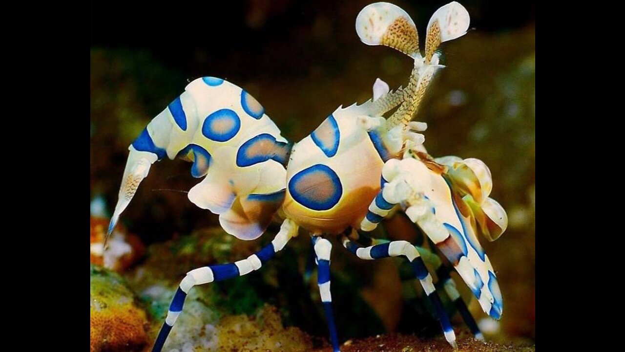 The harlequin shrimp on your screens