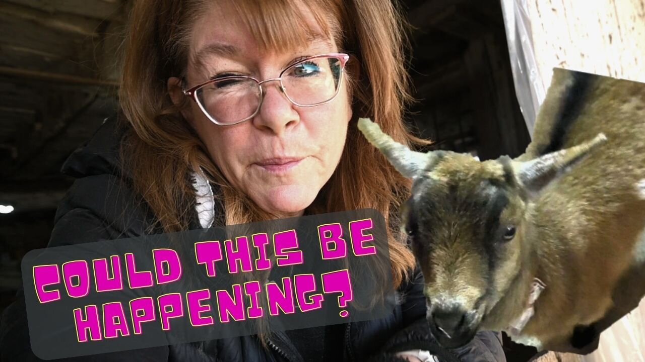 Could This Be Really Happening To Our Tiny Baby Goat?