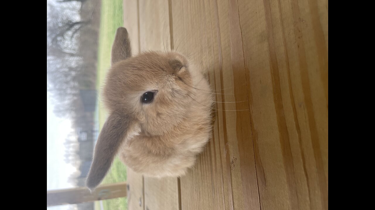 Baby bunny