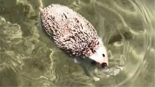 Porco-espinho curte um dia na praia nadando no mar