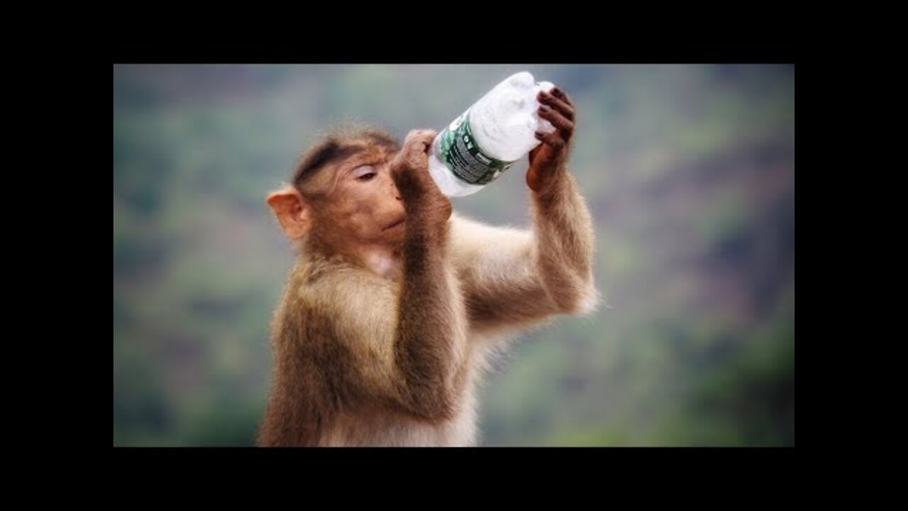 Funniest monkey in the world 🙉 Cute and funny monkey video 2022