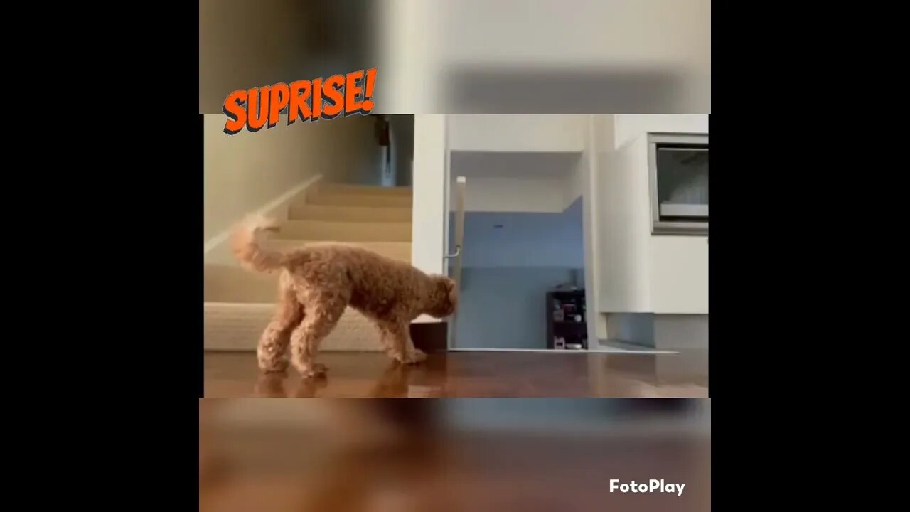 Poodle Playing Surprise!!! Too Cute! #shorts