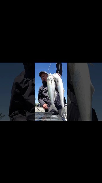 More salted bluefish for dinner.